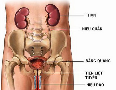  BỆNH THẬN TIẾT NIỆU VÀ NAM KHOA - ĐỪNG “SỐNG KHỔ” VÌ BỆNH “KHÓ NÓI”